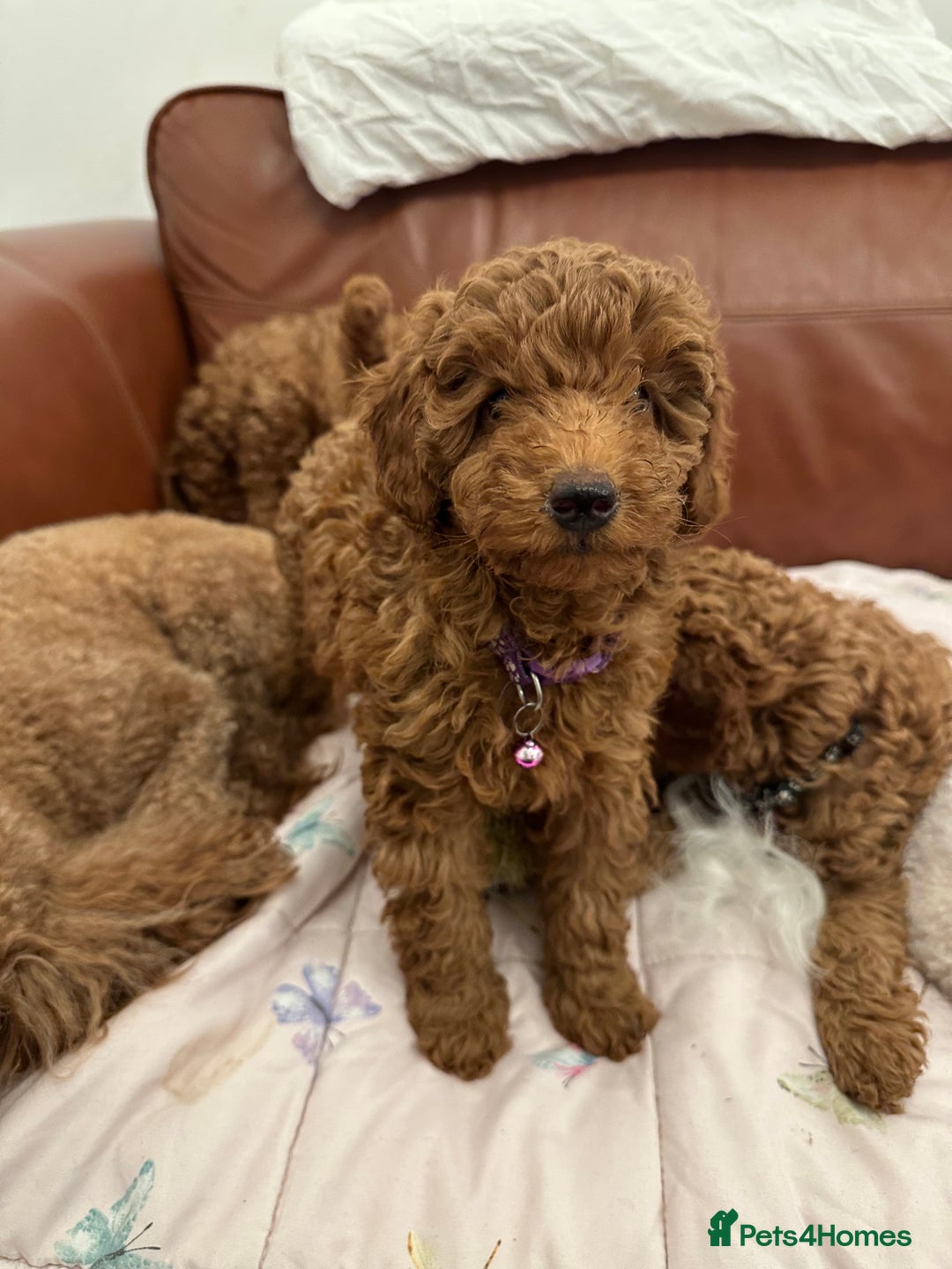 Miniature Poodle dogs for sale: Puppies-miniature poodle - Advert 5