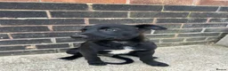 Mixed Breed dogs for sale: Collie x Wheaton greyhound pup  - Advert 2