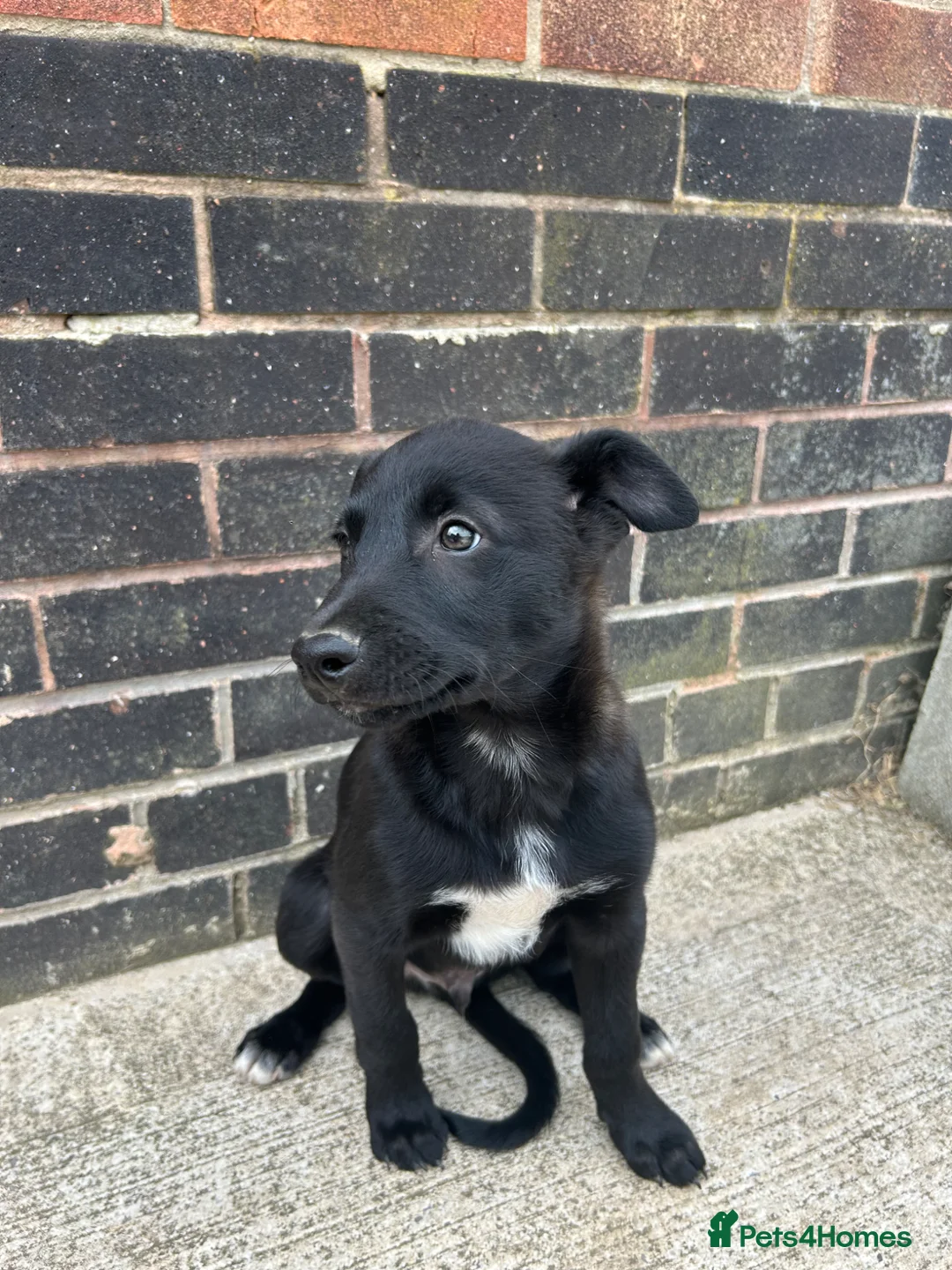 Mixed Breed dogs for sale: Collie x Wheaton greyhound pup  - Advert 2