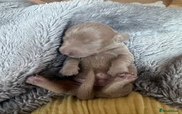 Miniature Dachshund dogs for sale: Miniature dachshunds  - Image 16