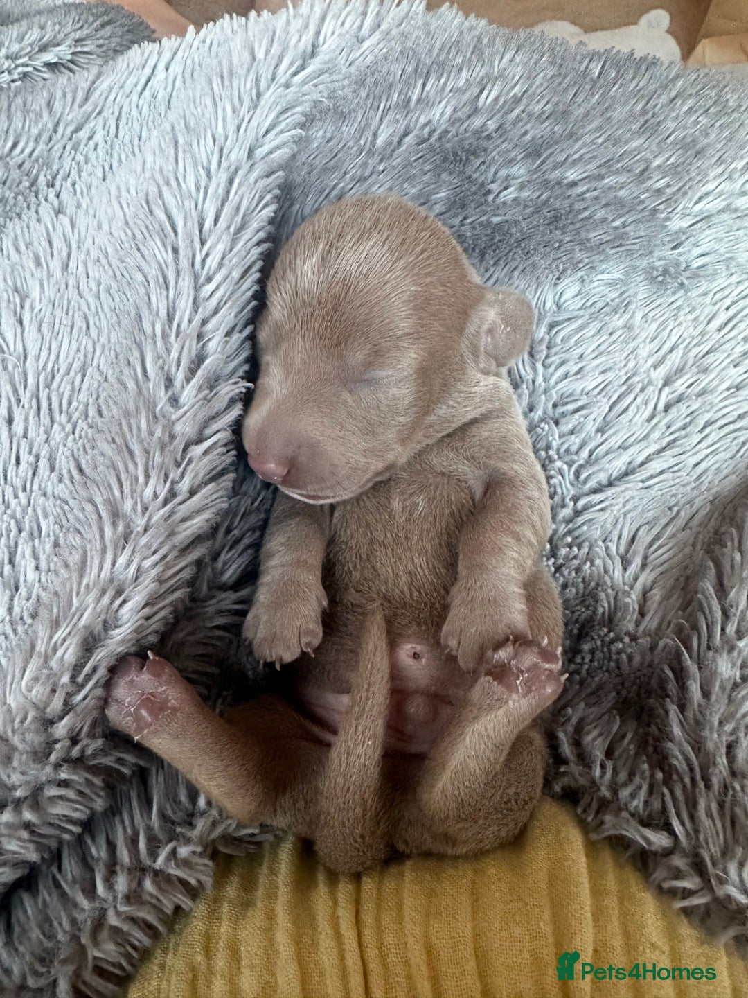Miniature Dachshund dogs for sale: Miniature dachshunds  - Image 16