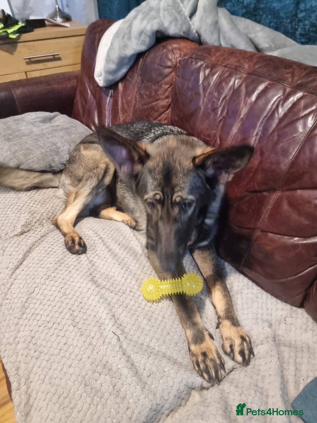 German Shepherd dogs for sale: Bitch German shepherd - Advert 7