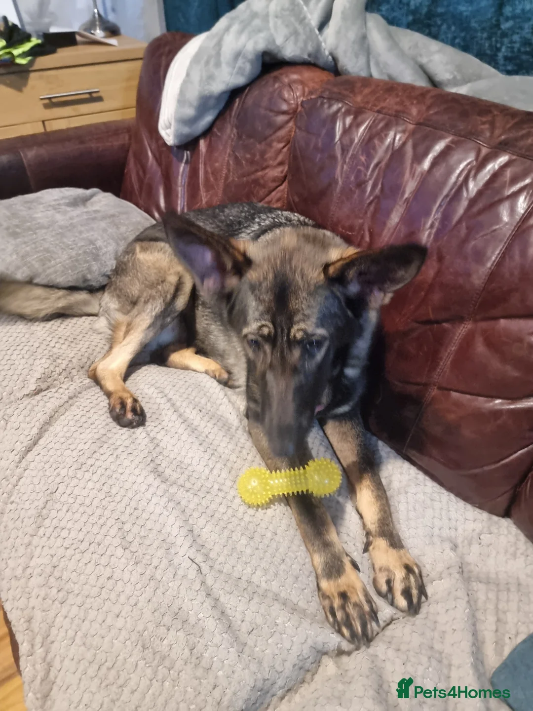 German Shepherd dogs for sale: Bitch German shepherd - Advert 7