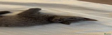 All Grey Male