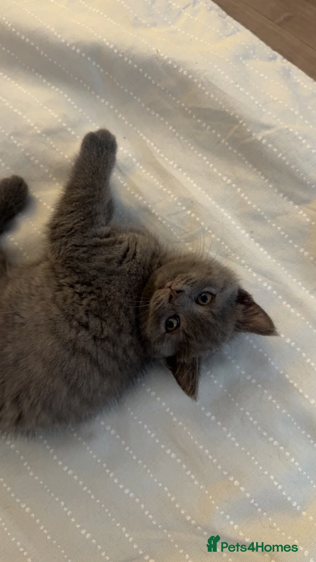 British Shorthair cats for sale: 3/4 British Shorthair Kittens - Ready to go - Advert 7