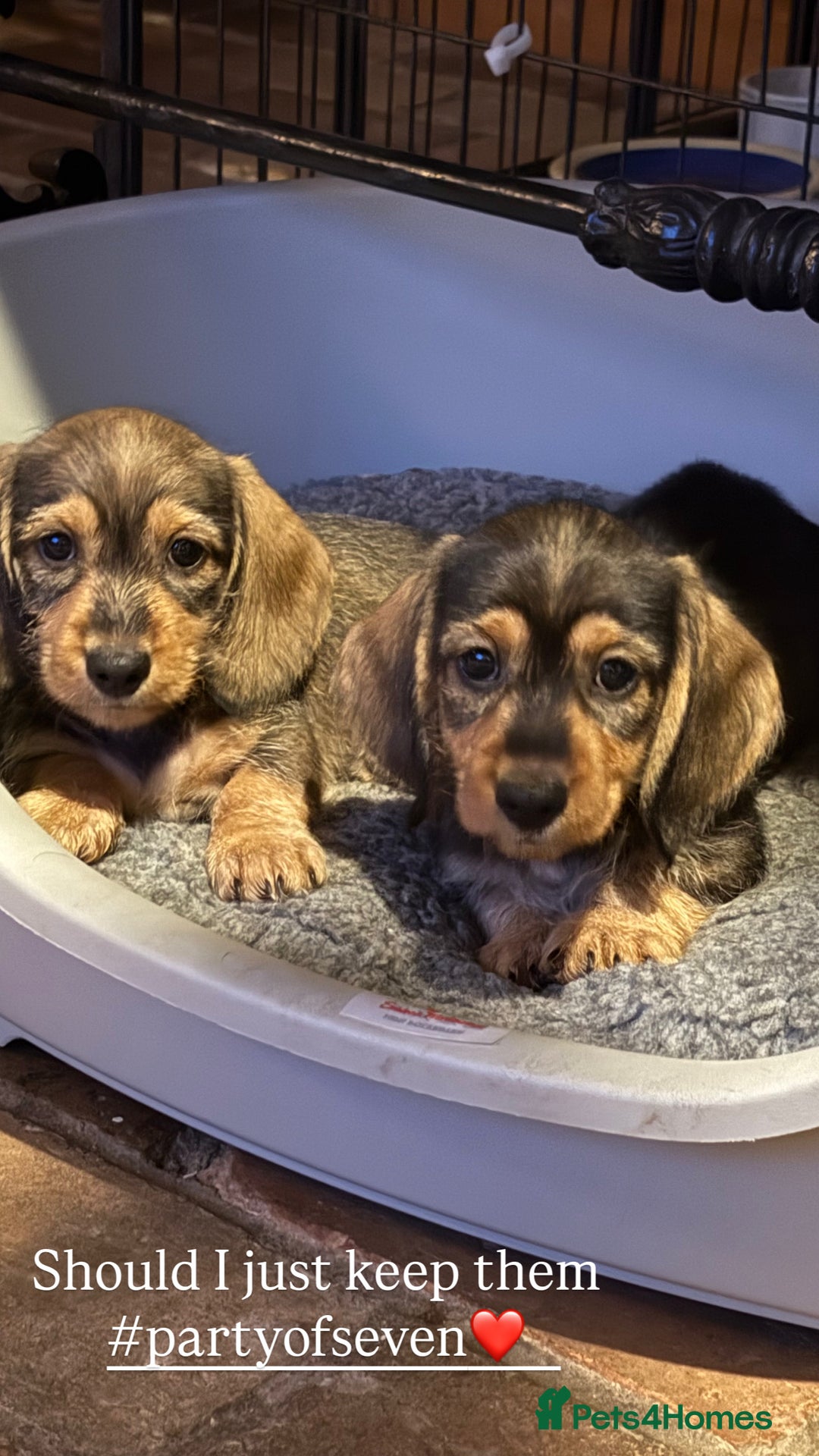 Miniature Dachshund dogs for sale: Miniature wirehaired dachshund puppy - Image 1