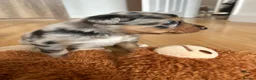 Border Collie dogs for sale: Border collie puppies  - Advert 9