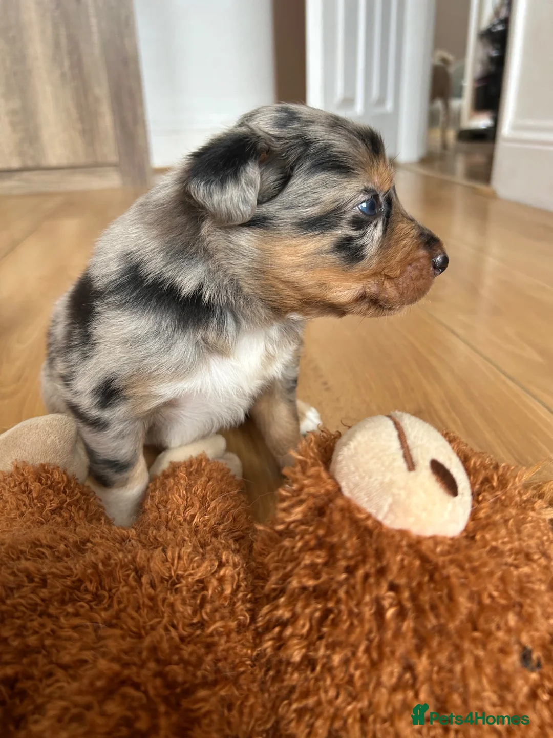 Border Collie dogs for sale: Border collie puppies  - Advert 9