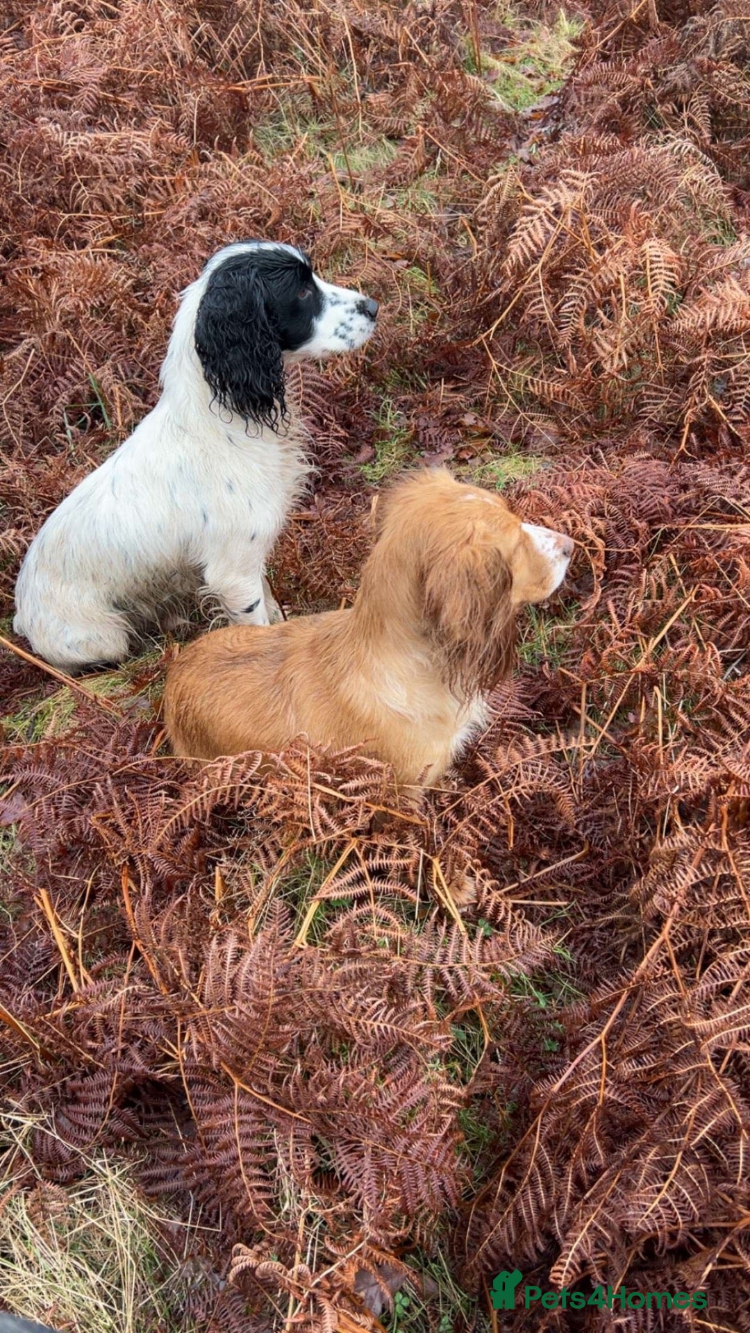 Cocker Spaniel dogs Small cocker spaniel pups - Advert 16