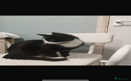 Domestic Shorthair cats for sale: Mixed kitten litter  - Image 4