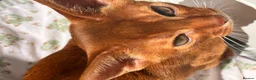 Abyssinian cats for sale: Pedigree Abyssinian boy for sale  - Advert 17