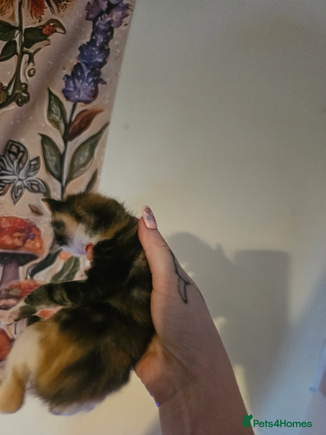 Mixed Breed cats for sale: Calico x maincoon mix - Advert 3