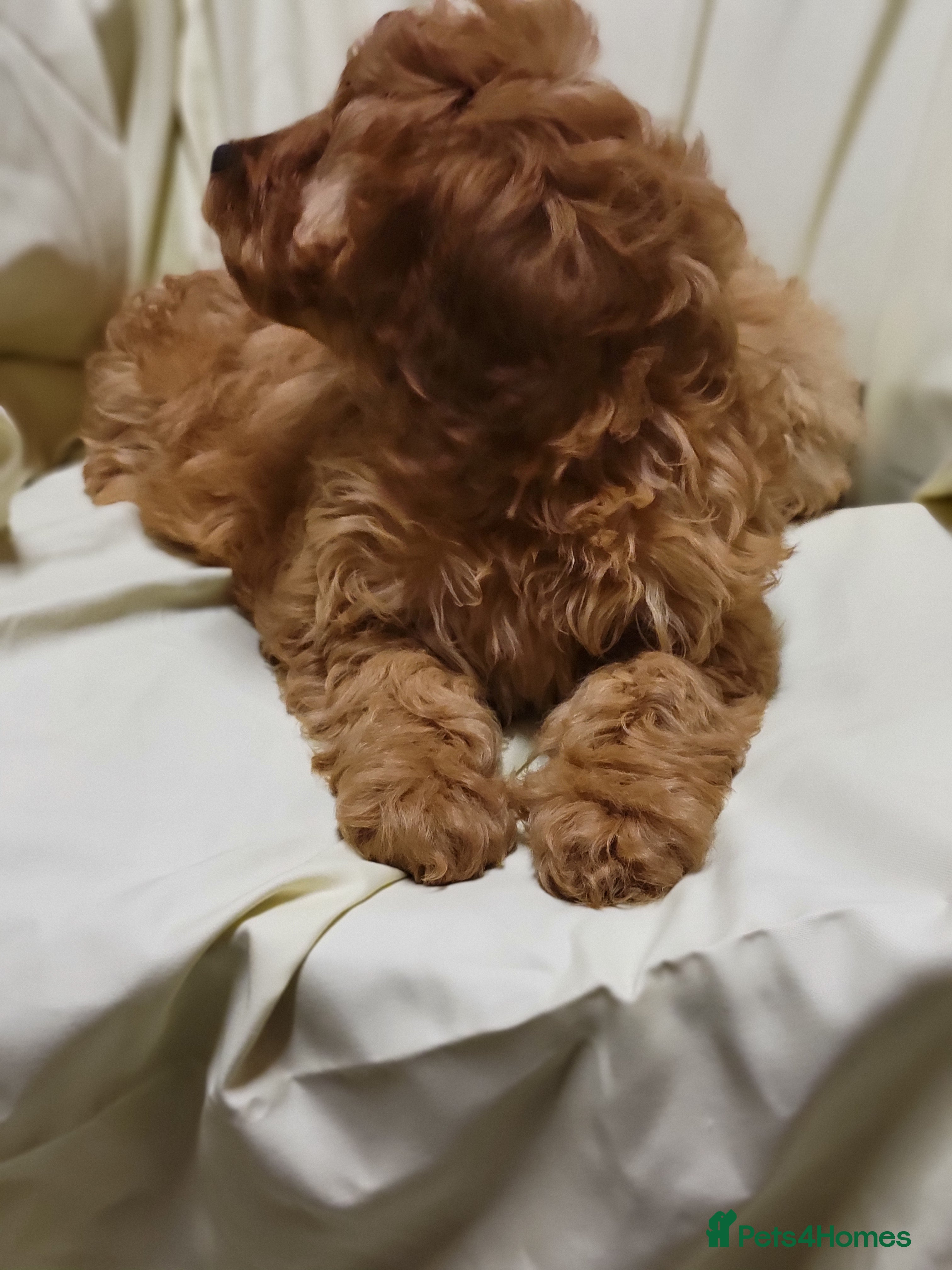 Cockapoo dogs Cockapoo puppies  - Advert 1