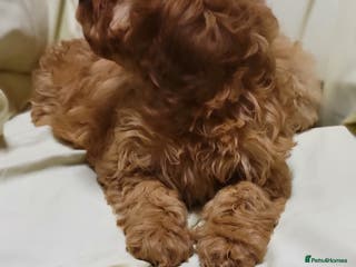 Cockapoo dogs Cockapoo puppies - Advert 1