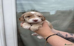Mixed Breed dogs for sale: Bedlington terrier poodle mixed with a cockerpoo - Image 1