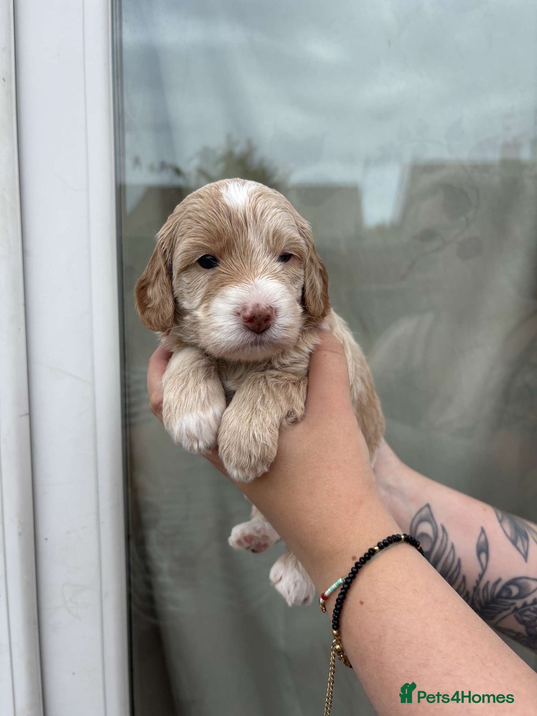 Mixed Breed dogs for sale: Bedlington terrier poodle mixed with a cockerpoo - Image 1