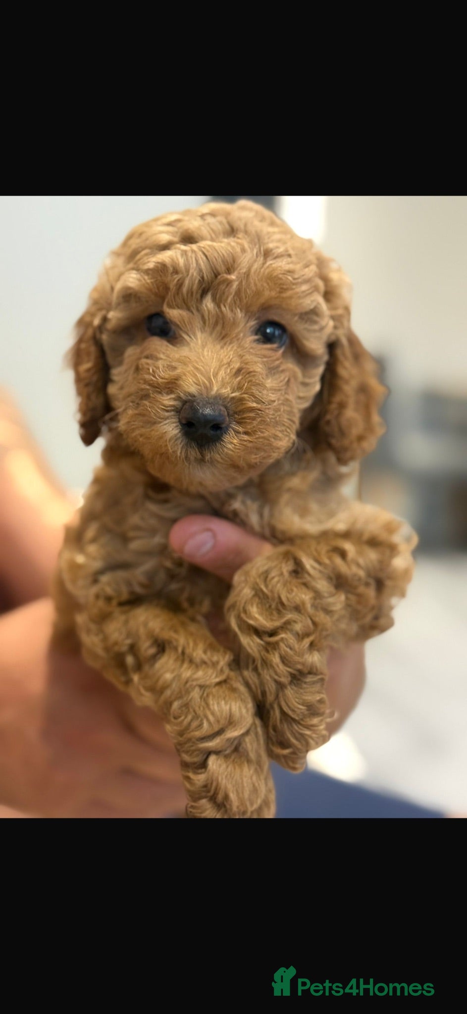 Cavapoo dogs 🩵1 boy left 🩵5 Beautiful f1b Cavapoo puppies  - Advert 15