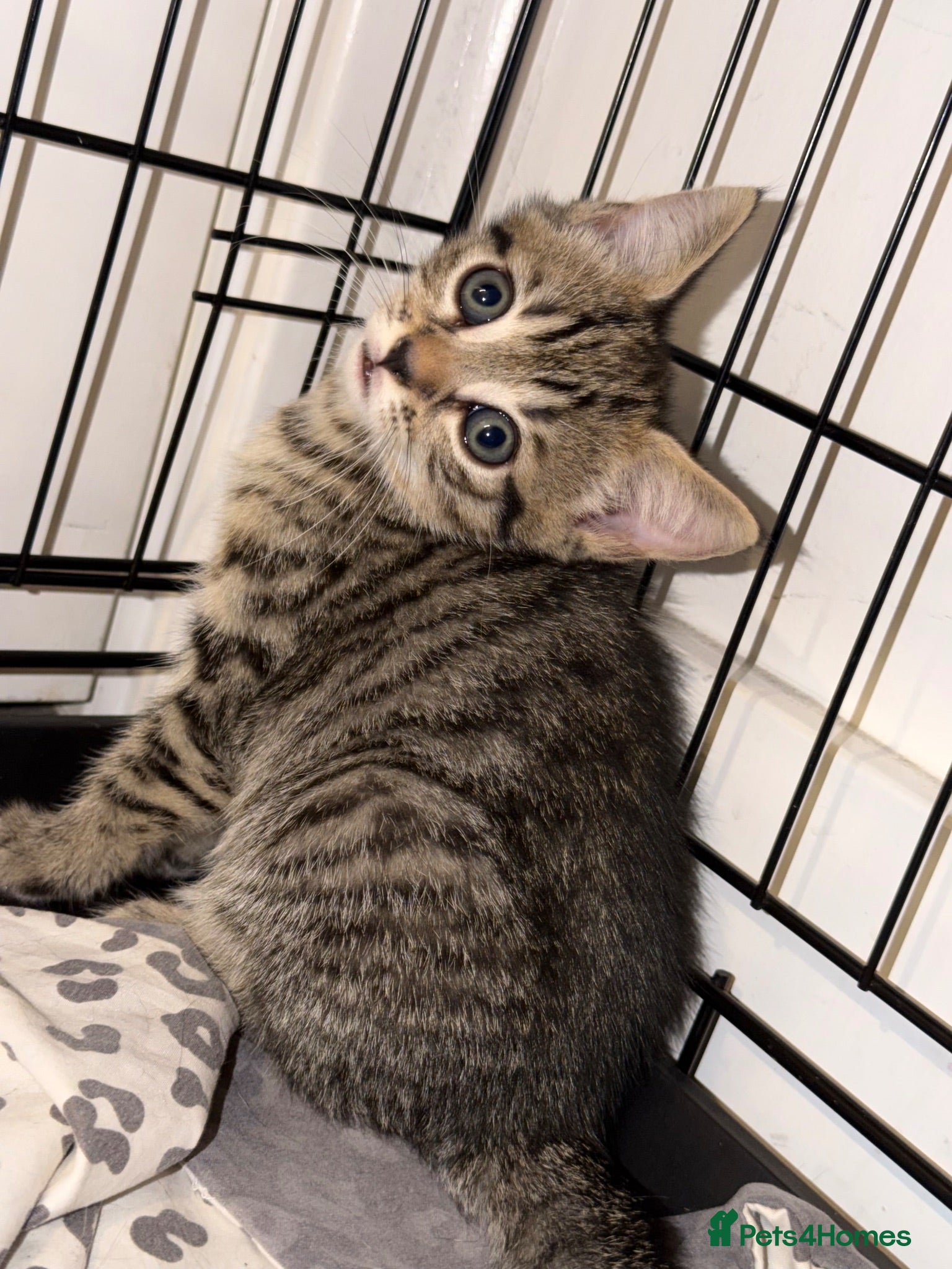 Mixed Breed cats Last Male Kitten To Go - 15/08 - Advert 3