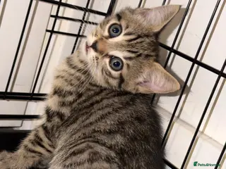 Mixed Breed cats Last Male Kitten To Go - 15/08 - Advert 3