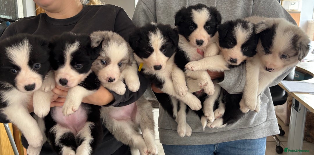 Border Collie dogs for sale: 7 Beautiful Border Collie Puppies  - Image 18