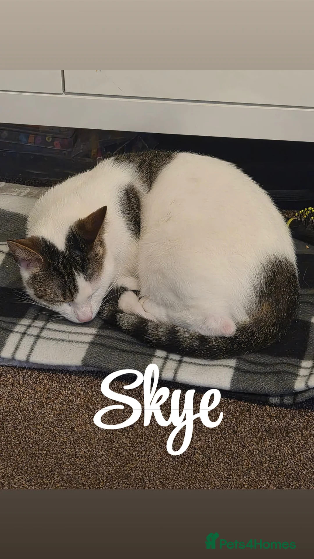 Domestic Shorthair cats for sale: Rehomed to a lovely home  in Middlesbrough - Advert 3