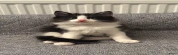 Mixed Breed cats for sale: Fluffy Tuxedo Kitten |🖤🤍 in Hull - Advert 2