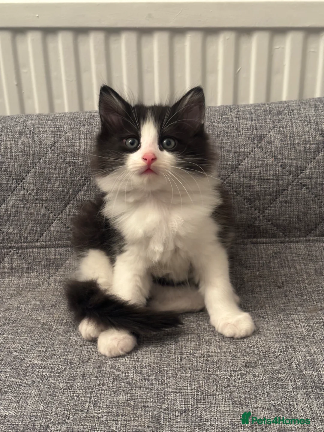 Mixed Breed cats for sale: Fluffy Tuxedo Kitten |🖤🤍 in Hull - Advert 2
