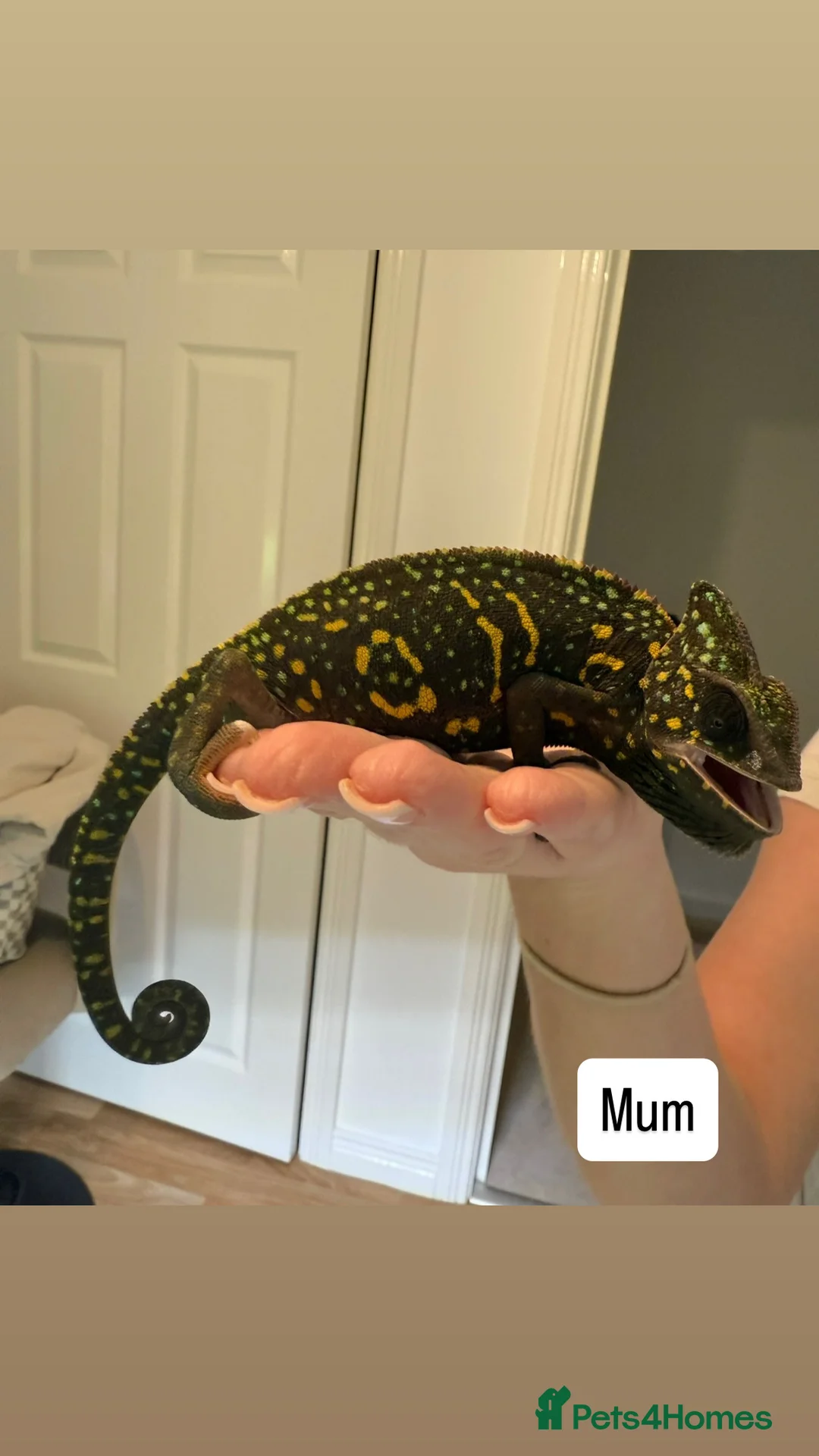 Chameleon reptiles for sale: Yemen/Veiled chameleons - Advert 5