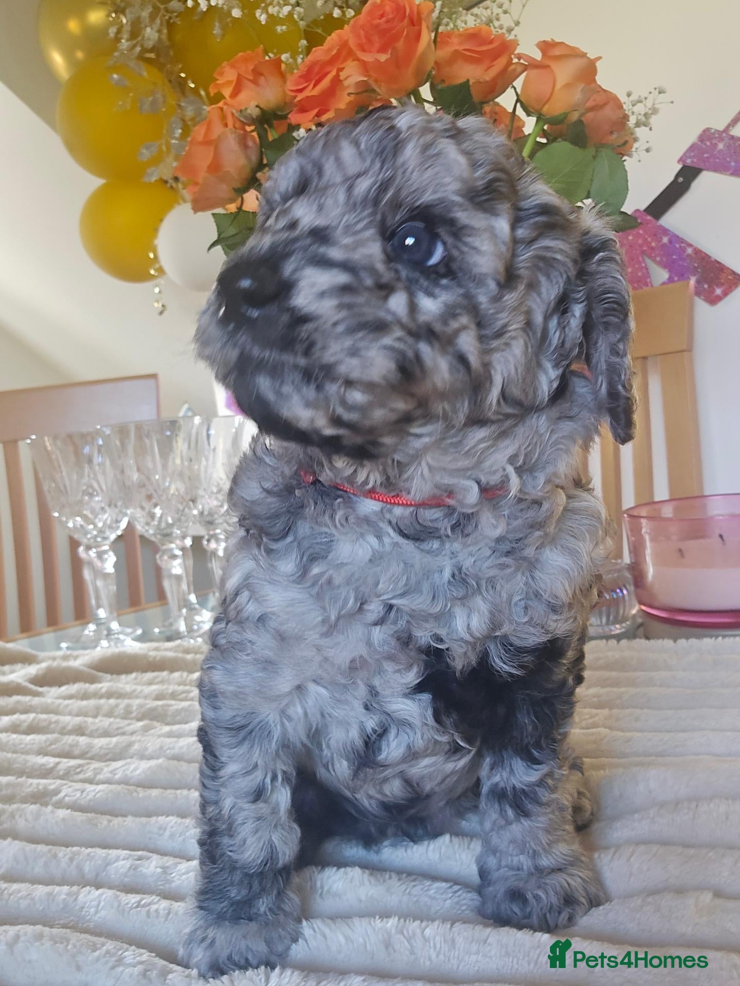 Bernedoodle dogs Mini Bernedoodles  - Advert 2