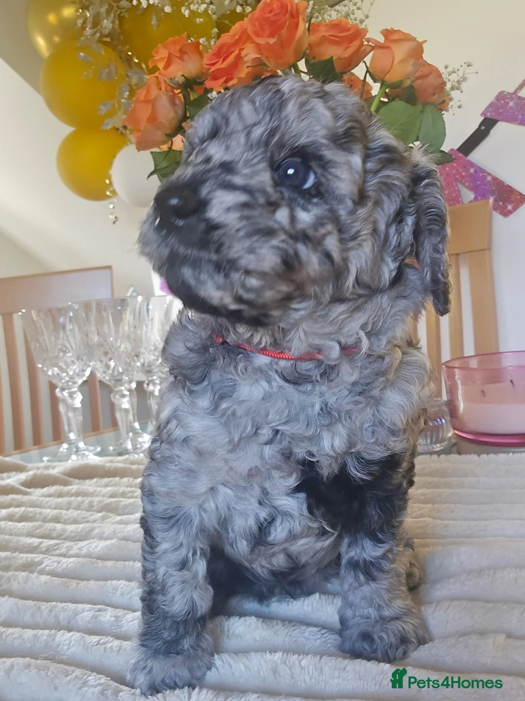 Bernedoodle dogs for sale: Mini Bernedoodles  - Advert 2