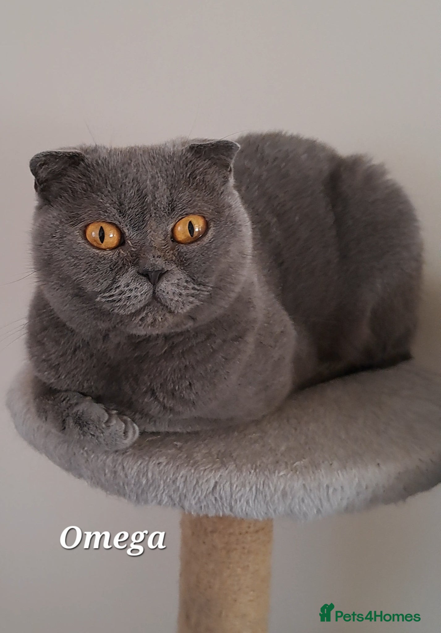 Brazilian Shorthair cats British Shorthair Blue REHOMING  - Advert 3