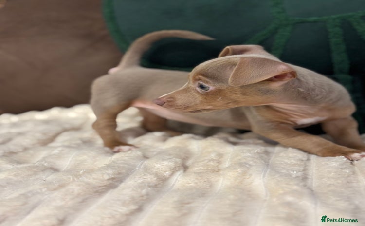 Jack Russell dogs - Advert 1