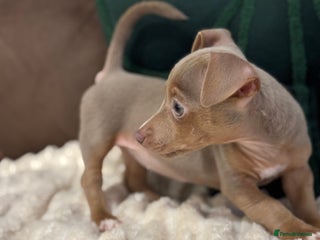 Jack Russell dogs - Advert 18