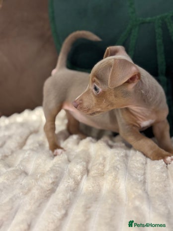 Jack Russell dogs - Advert 1