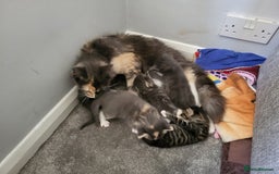 Domestic Shorthair cats for sale: Gorgeous Kittens for sale - Image 8