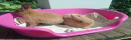 Netherland Dwarf rabbits for sale: Pretty Female and Male Netherland Dwarf Babies - Advert 5