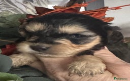 Cockapoo dogs for sale: FI STUNNING SHOW COCKERPOO PUPS  - Image 6