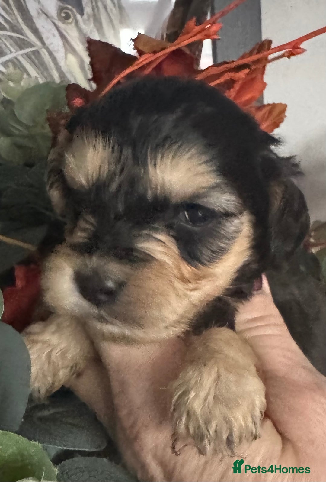 Cockapoo dogs for sale: FI STUNNING SHOW COCKERPOO PUPS  - Image 6