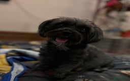 Yorkiepoo dogs for sale: Beautiful yorkipoo puppies - Image 24