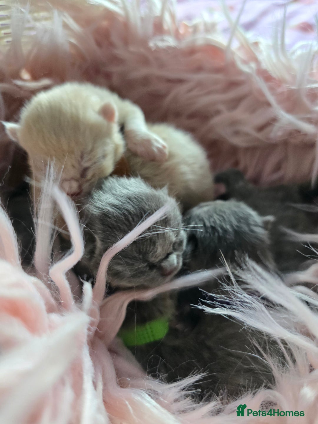 British Shorthair cats for sale: Beautiful Kittens looking forever home 😍😸 - Image 4
