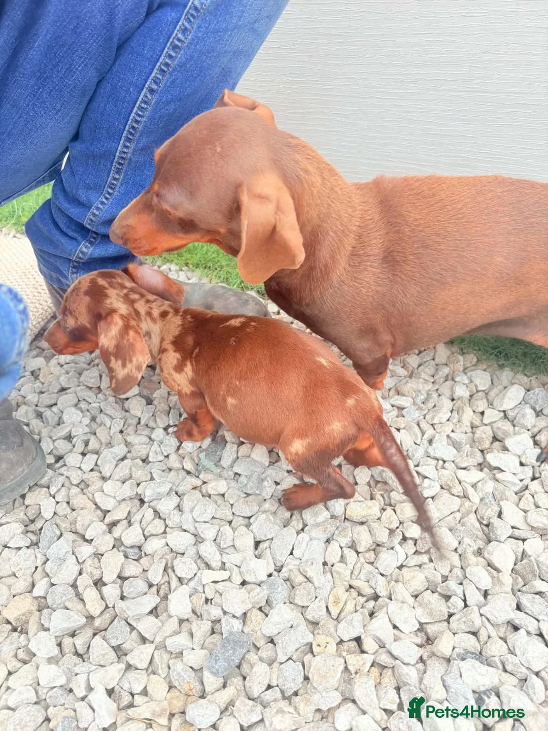 Dachshund dogs for sale: Miniature dapple dashound puppies ready now  - Advert 2