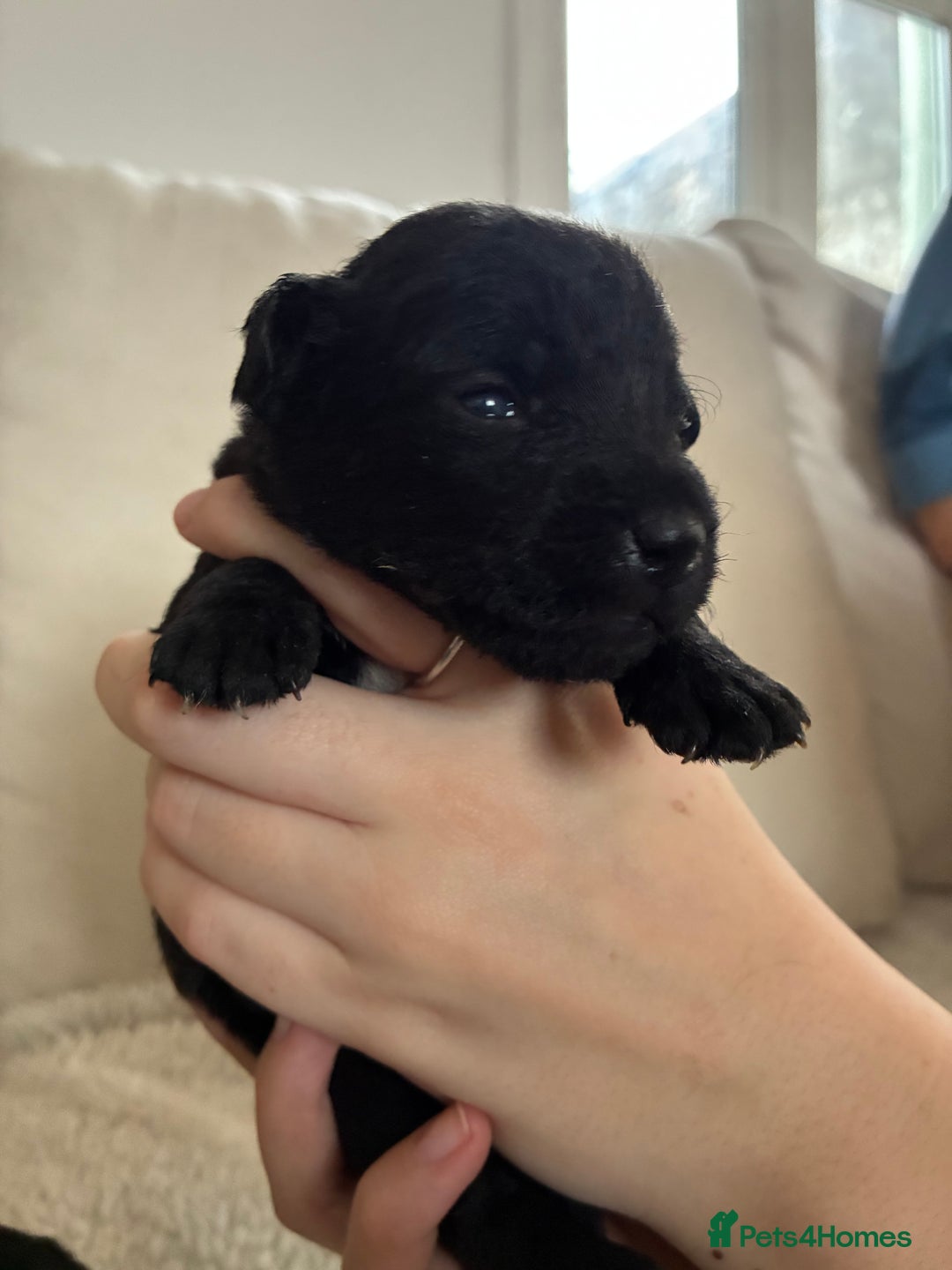 Patterdale Terrier dogs for sale: Patterdale pups  - Advert 1