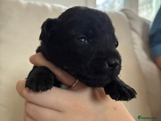 Patterdale Terrier dogs Patterdale pups - Advert 1