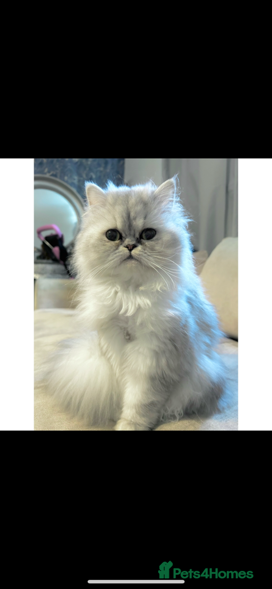 Persian cats for sale: Persian kitten for sale - Image 6