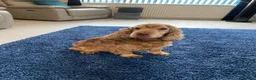 Cocker Spaniel dogs for sale: Show type cocker spaniel spayed.  - Advert 1