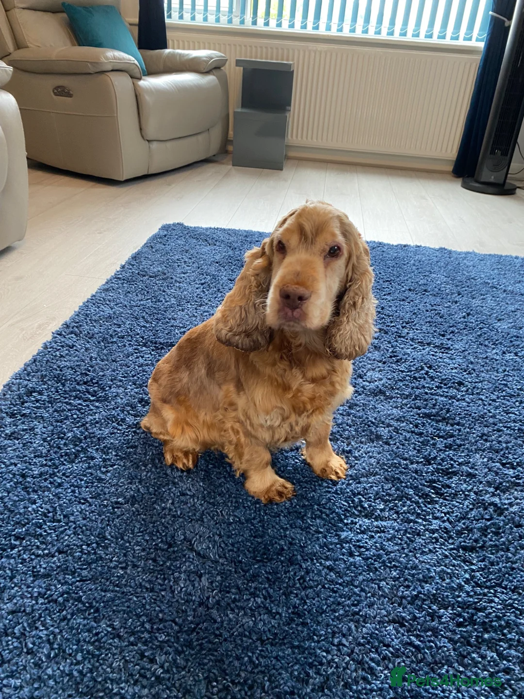 Cocker Spaniel dogs for sale: Show type cocker spaniel spayed.  - Advert 1