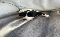 Jack Russell dogs for sale: Jack Russel puppies  - Image 6