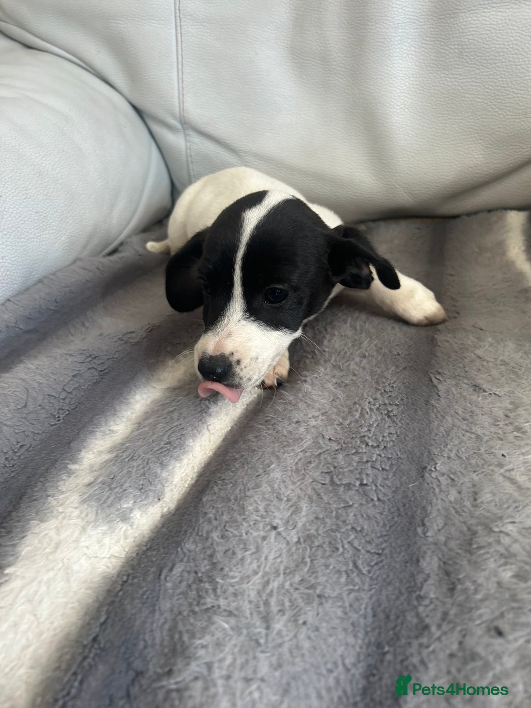 Jack Russell dogs for sale: Jack Russel puppies  - Image 6
