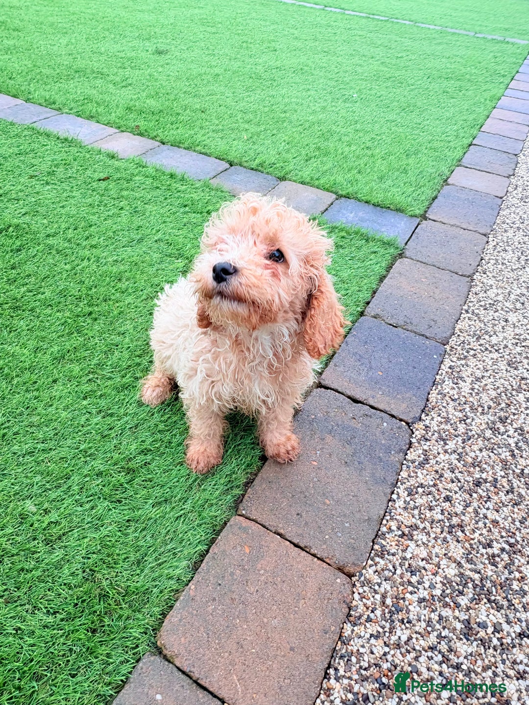 Cockapoo dogs for sale: F1B cockapoo puppy - Advert 4