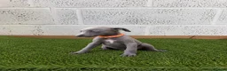 Whippet dogs for sale: Whippet puppies in Wisbech - Advert 5